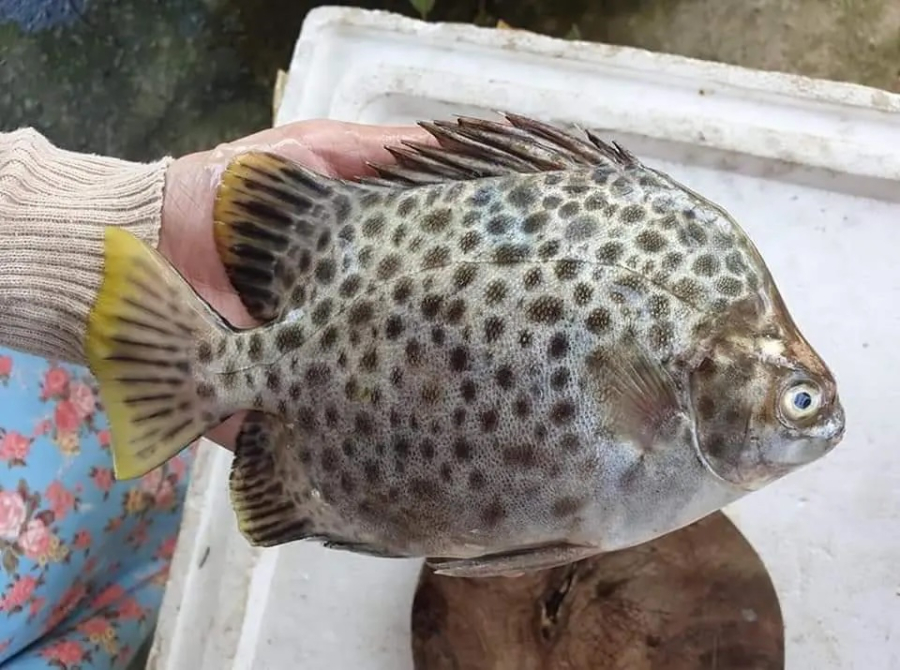 Chia sẻ rằng cá nâu chỉ sống ở những vùng nước trong sạch và ăn rong rêu