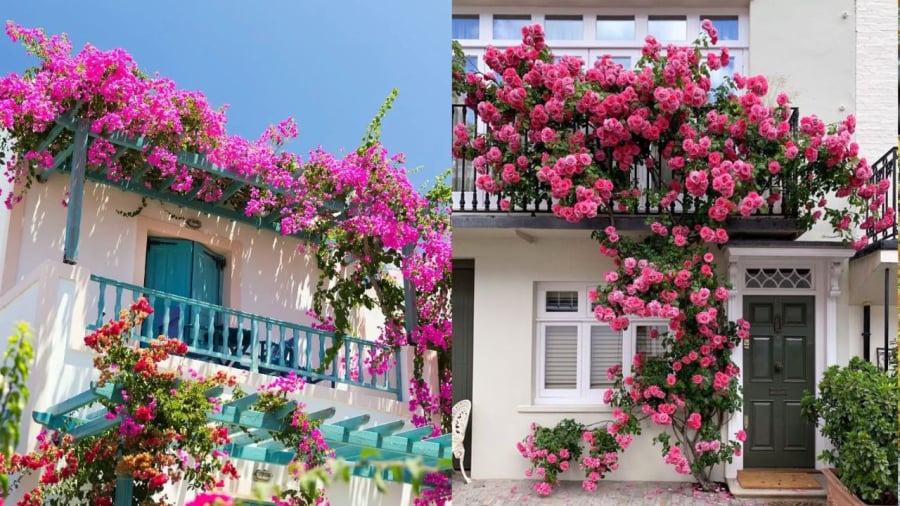 Hoa giấy và hoa hồng đều là những loài hoa ưa nắng, rất thích hợp để trồng ở ban công hướng Tây.