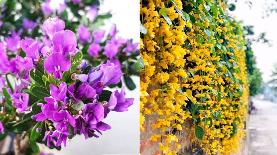 Ngoài các lựa chọn trên, bạn có thể trồng cây linh sam hoặc lan hoàng dương ở khu vực ban công hướng Tây.