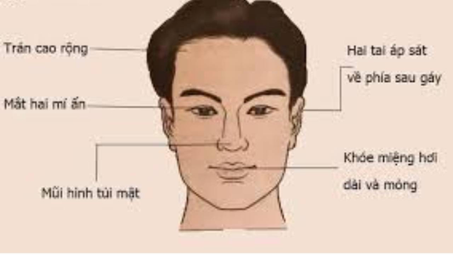 Trong nhân tướng học, người có vành tai lớn thường rất thông minh và rộng lượng
