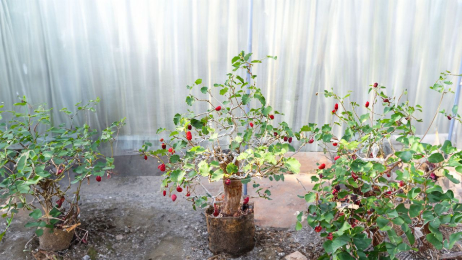 Dâu tằm dễ uốn nên nhiều người trồng thành cây bonsai