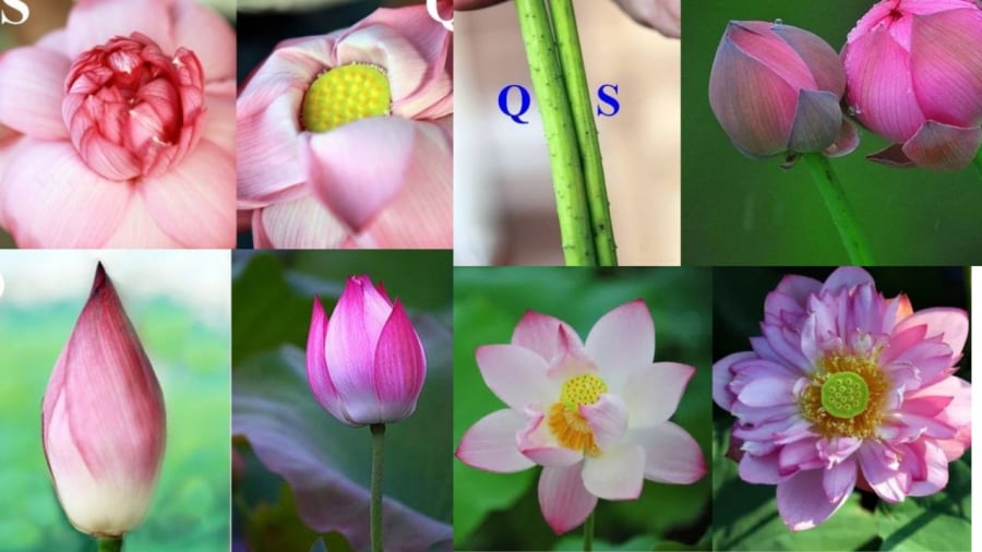 Bạn có thể phân biệt sen và quỳ qua đặc điểm này.