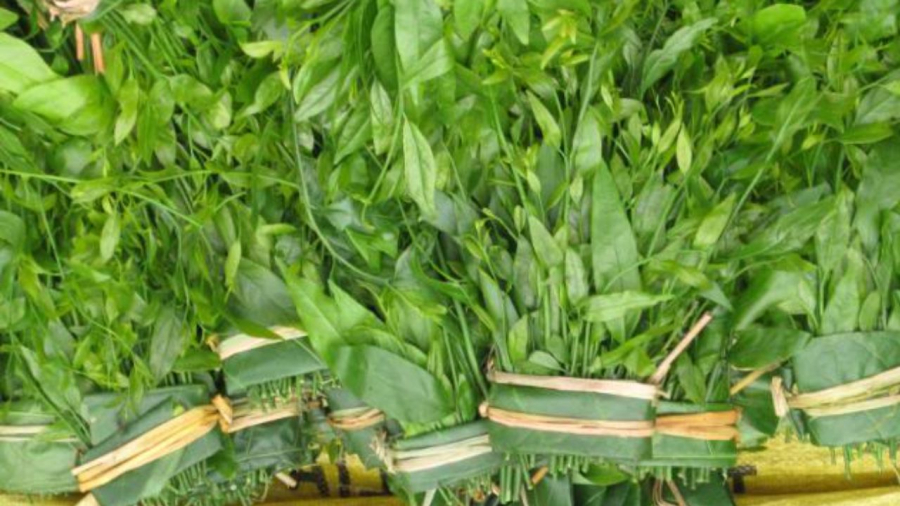 Rau sắng còn được gọi là cây mì chính