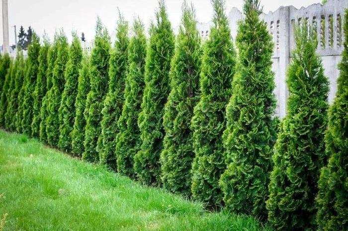 Trắc bách diệp mọc lên rất đẹp, không cần tỉa lên cũng đẹp