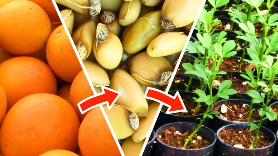 Sau khoảng 2 tuần, hạt cam sẽ bắt đầu nảy mầm và ra rễ