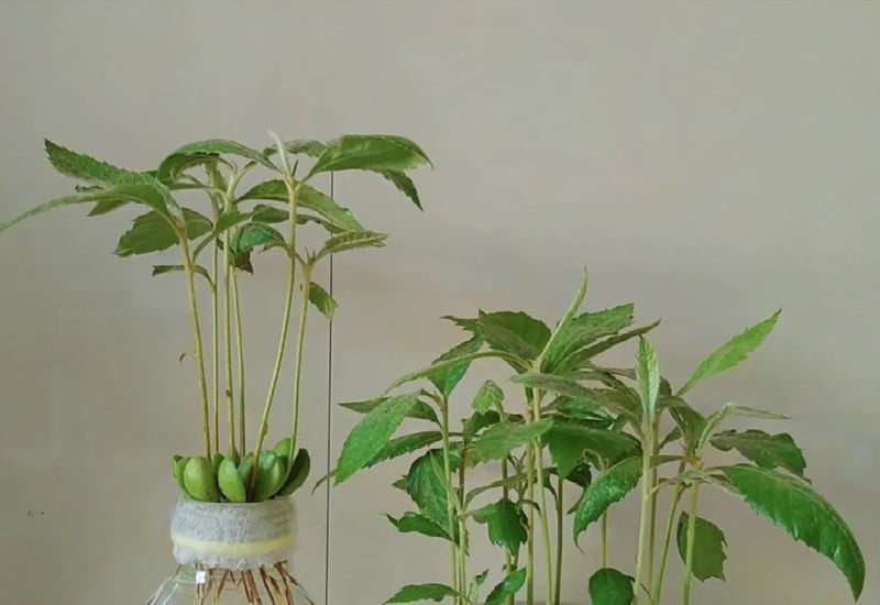 Sau 10-15 ngày, phần trên của hạt sơn trà sẽ nứt ra và các chồi nhỏ bắt đầu xuất hiện