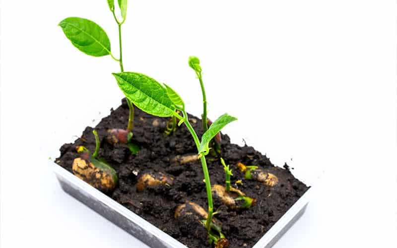 Sau một thời gian, bạn sẽ thấy rễ trắng dài mọc ra và chồi non bắt đầu phát triển
