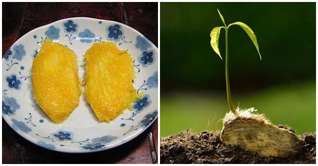 Sau khoảng một tuần, rễ nhỏ sẽ bắt đầu xuất hiện