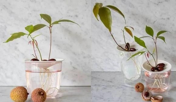 Khi rễ đã dài khoảng 2-3 cm, dùng một miếng lưới và đặt hạt lên miệng chai thủy tinh