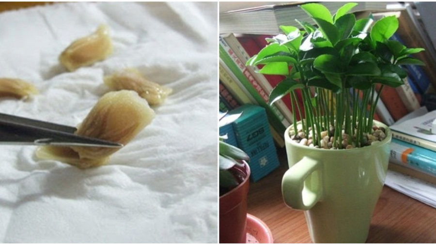 Bạn cũng có thể sử dụng lưới để trồng chanh theo phương pháp thủy canh