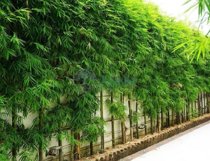 Nhiều nhà giàu trồng tre trúc để làm hàng rào nhìn rất sang và đẹp