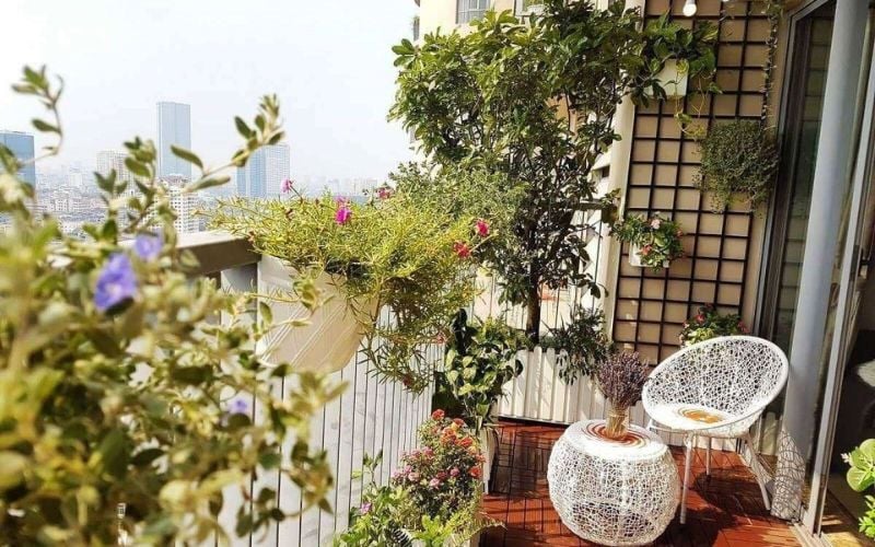 Loại cây quá to không trồng ở ban công sẽ che mất ánh sáng của ngôi nhà, viề ohong thủy không tốt khi nhà thiếu ánh sáng.