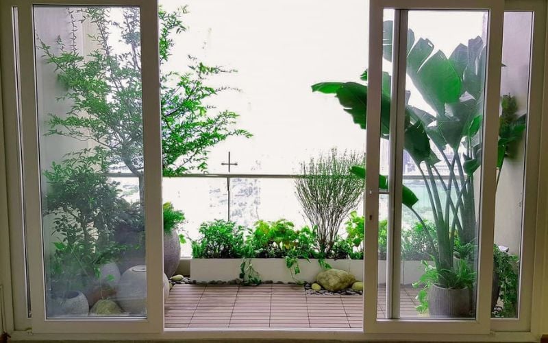 Cây có nhiều gai nhọn, nhiều phấn hoa cũng không nên trồng ở ban công