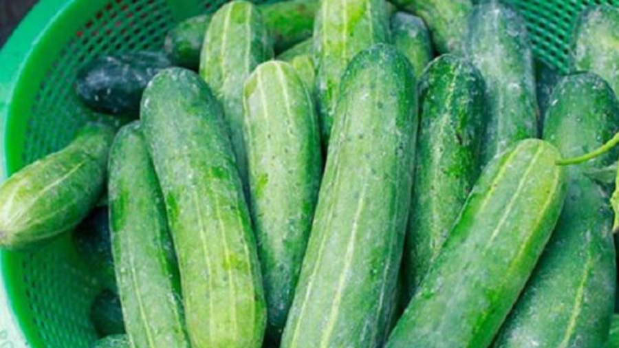 Dưa chuột ngon có vỏ xanh đậm