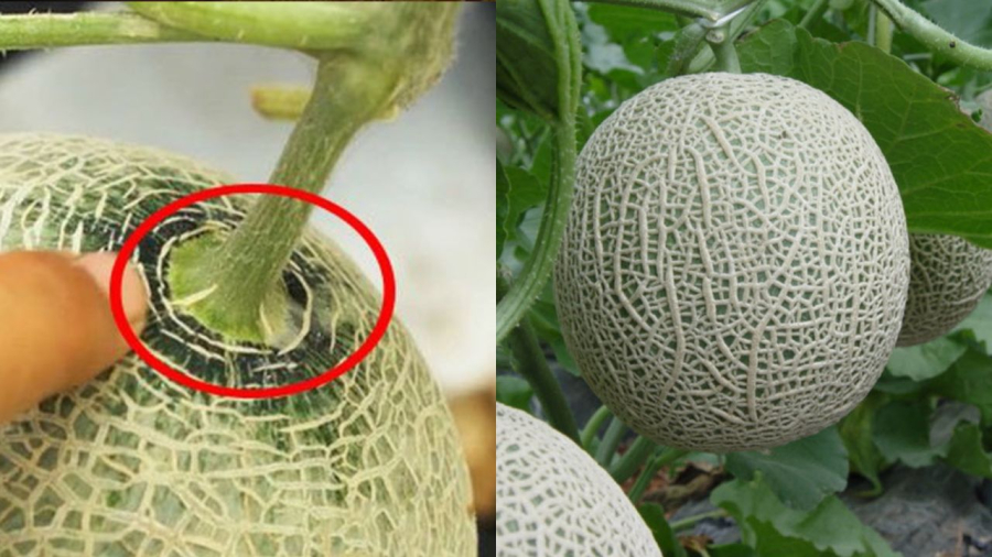 Khi chọn dưa lưới, bạn có thể nhìn vào các đường vân và phần cuống của quả.