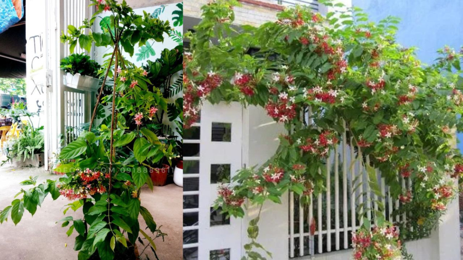 Cẩn thận khi trồng sử quân tử tránh sâu bọ