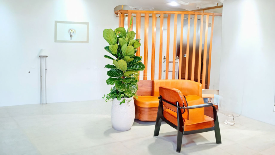 Những chiếc lá bàng to hứng tài lộc