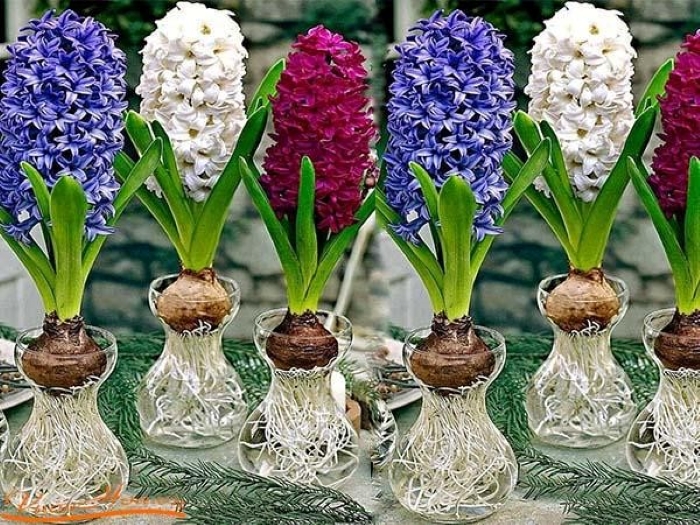 Mùi hương của hoa dạ lan hương có thể gây nguy hiểm đối với những người mắc bệnh cao huyết áp và bệnh tim.