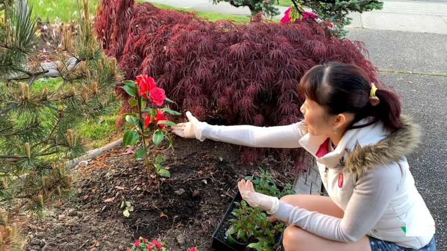 Loài hoa trồng trước cửa hút về vận may, tài lộc nảy nở