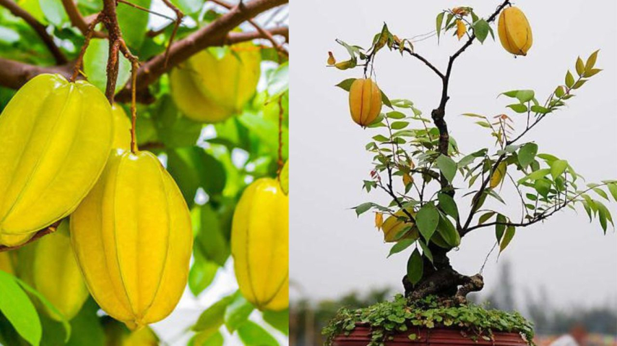 Cây khế mang ý nghĩa tốt lành trong phong thủy
