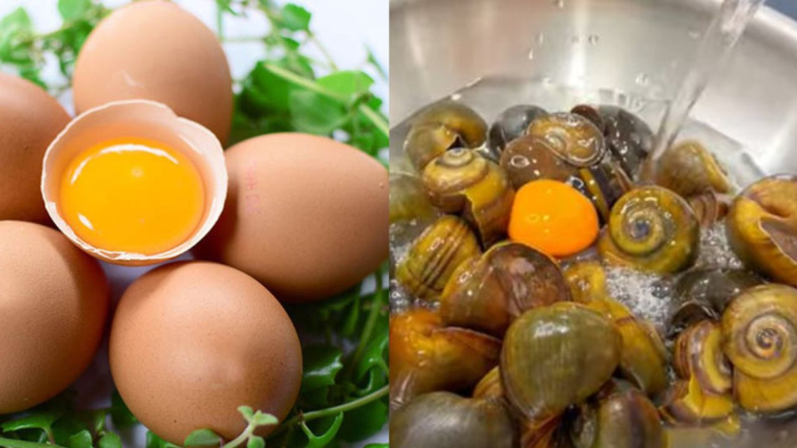 Trứng giúp cho ốc nhanh nhả nhớt và ngon hơn