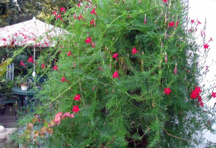 Hoa tóc tiên có màu sắc đẹp, tươi sáng, dáng uyển chuyển, mềm mại, bung tỏa ... nhìn rất thoải mái