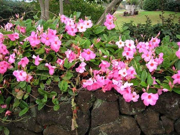 Hoa hồng anh có màu hồng đẹp, hoa nở nhiều và rực rỡ mê mẩn