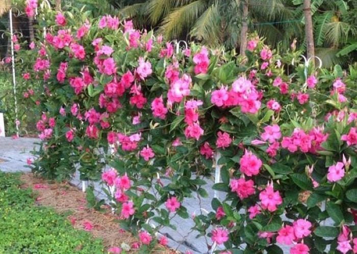 Hoa hồng anh rất ưa nắng nóng, nhưng chịu lạnh lại cực kém