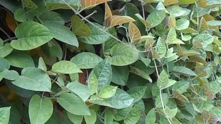 La mơ lông vị thuốc quý chữa một số bệnh như bệnh về hệ tiêu hóa, đường ruột, bệnh viêm loét Shbet123 Link Vào ShBet Mới Nhất.