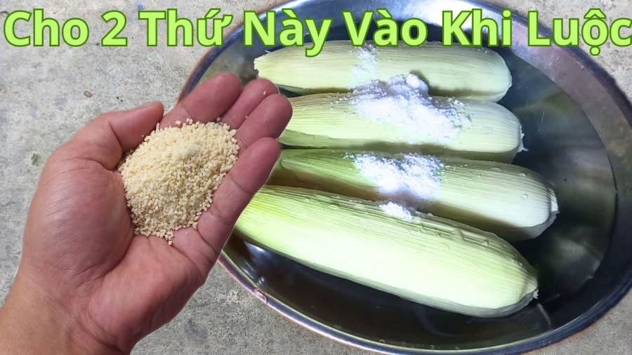 Chuẩn bị ngô tươi ngon, không bị sâu đầu