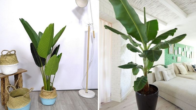 Cây chuối cảnh có lá cây có dạng hình bầu dục thon dài rất đẹp