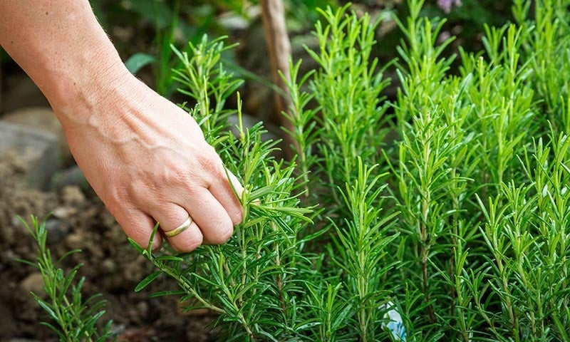 Hương thảo là 1 trong 4 cây cảnh vừa hút vận may vừa lọc không khí