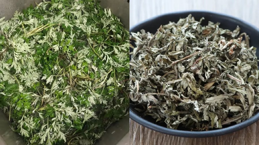 Sử dụng ngải cứu là một cách đuổi muỗi an toàn, hiệu quả.