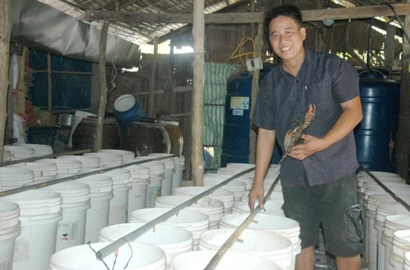 Thầy sử dụng nước biển để tạo ra môi trường sống tương đồng với tự nhiên, giúp cua phát triển khỏe mạnh