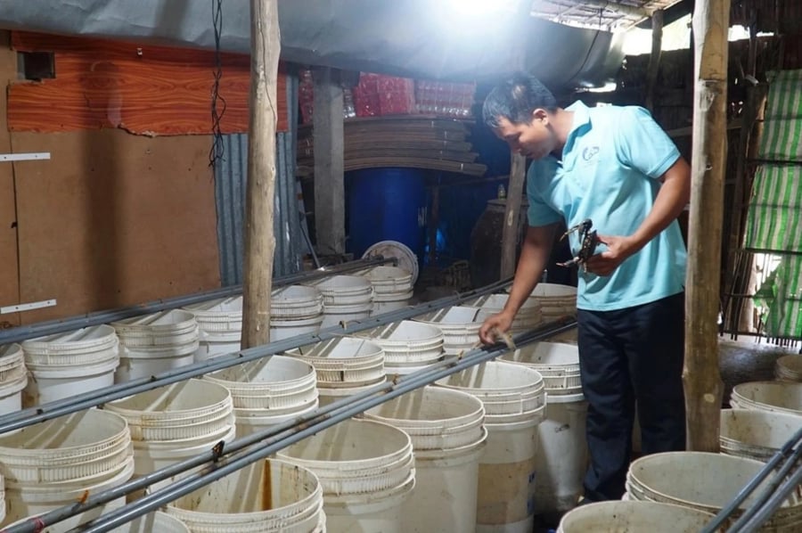 Theo thầy Xoàn, cua biển tại Bến Tre rất phong phú, nhưng trên thị trường chủ yếu chỉ bán cua thịt, còn cua cốm thì rất hiếm