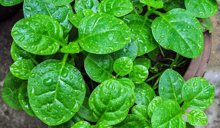 Rau mồng tơi chứa nhiều dưỡng chất, đặc biệt là chất nhầy pectin có tác dụng nhuận tràng