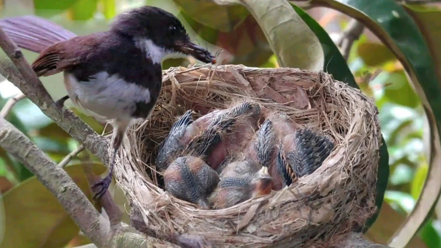 Hướng tổ lên trên cũng giúp bảo vệ chim khỏi động vật săn mồi.