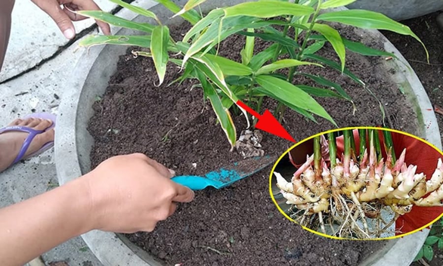 Trồng gừng mang đến tài lộc