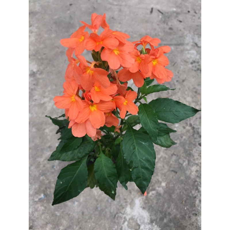 Cây kim đồng cam cần ánh sáng đầy đủ và cũng có thể chịu được bóng bán phần, nên có thể trồng tại ban công phía bắc