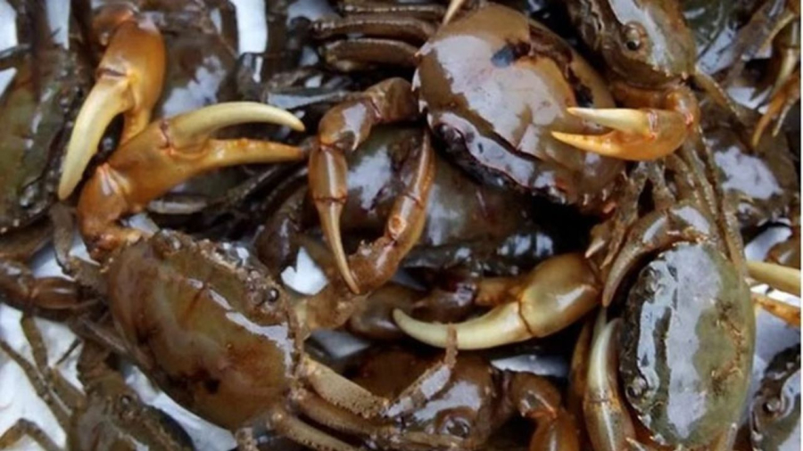 Cua đực hay cái thì đều bổ dưỡng nhưng đặc trưng mỗi loại có khác nhau