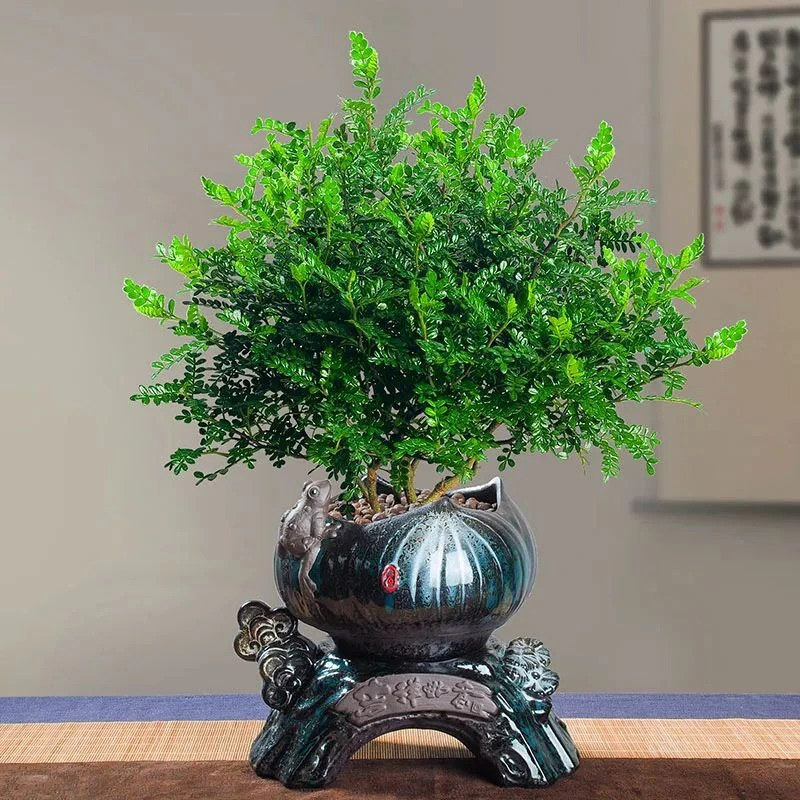 Thanh hương mộc là loại cây bụi có lá màu xanh ngọc, mùi thơm dễ chịu và có giá trị làm cảnh cao. 