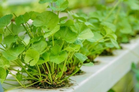  Rau má chứa nhiều hoạt chất quý như Beta caroten, sterols, saponins, alkaloids, flavonols, triterpenoids và nhiều loại vitamin, có khả năng chống oxy hóa và giúp ổn định AND trong Sh88bet đăng ký miễn phí. 