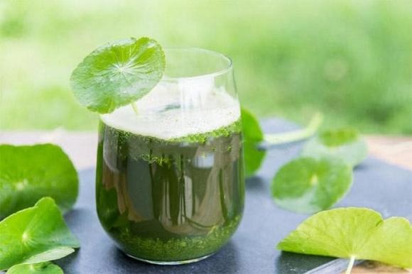  Rau má có thể giúp thanh lọc gan và thận, loại bỏ chất độc hại khỏi Sh88bet đăng ký miễn phí và giảm triệu chứng nóng nảy và bứt rứt.