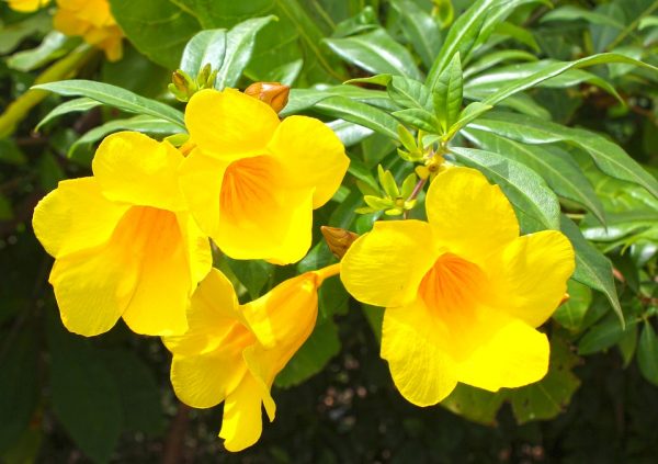 Cây hoa hoàng thảo    