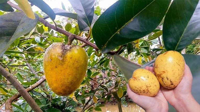 Bình bát có xuất xứ từ châu Mỹ và các hòn đảo lân cận