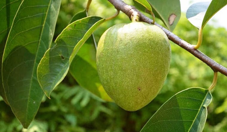 Bình bát, còn được biết đến với tên gọi na xiêm hay na nước
