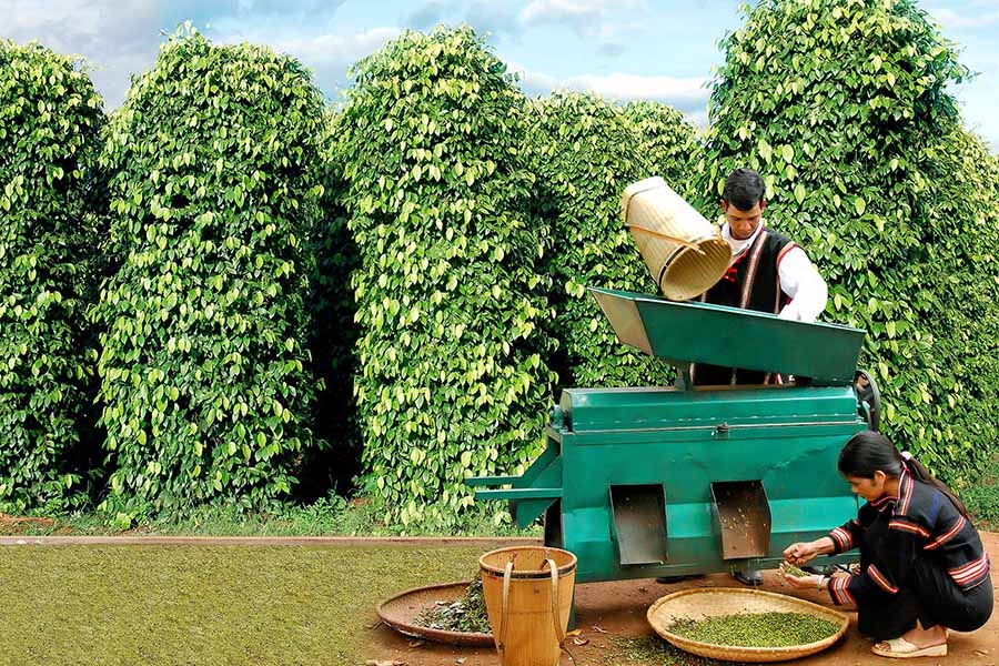 Một đặc sản khác của Tây Nguyên mà du khách không thể bỏ qua khi có dịp ghé thăm vùng đất đầy nắng và gió này chính là hạt tiêu