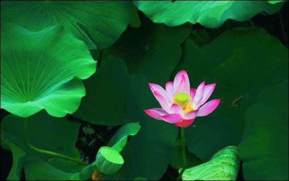 Hãy là một người tươi sáng, hay cười, lấp đầy một ngày của bạn bằng ánh nặng và mang đến tâm trạng tốt cho tất cả mọi người. (ảnh minh họa)