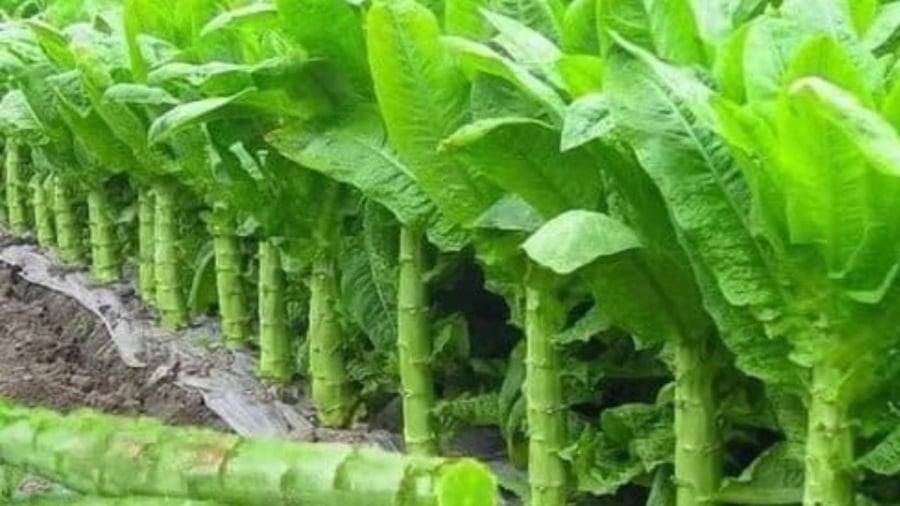 Cây rau tiến vua