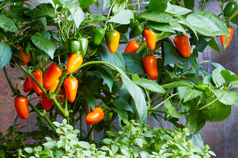 Mẹo hay giúp ớt nhà bạn tuy nhỏ bé vẫn có thể cho trái sai lúc lỉu đó chính là tỉa ngọn.